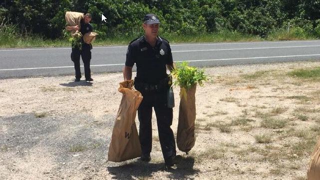 Police said they discovered 45 cannabis plants being grown in the mangroves on North Stradbroke Island. 