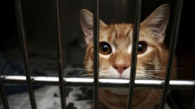 Generic file photo of cat in cage. The man will front court in October.