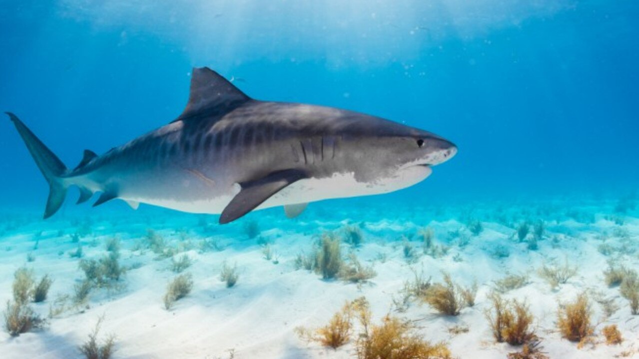 petite motif • • Without a doubt, this baby tiger shark is one of my  favourite ocean encounters to date. It's quite rare