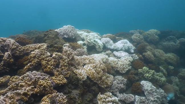 Videos and photos captured by the Hervey Bay Coral Watch team on a recent dive at Barolin Rocks depict bleaching as it begins to take over local coral.