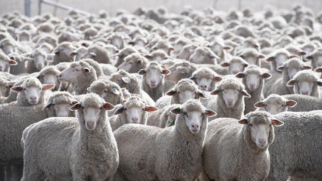 Sheep flock. Picture: Zoe Phillips