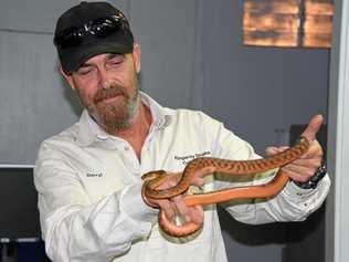 CUDDLY: Kingaroy snake catcher, Darryl Robinson with a rescued brown tree snake. Picture: Matt Collins