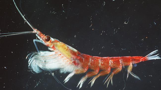 Close up of Antarctic krill (Euphausia superba). Picture: Australian Antarctic Division