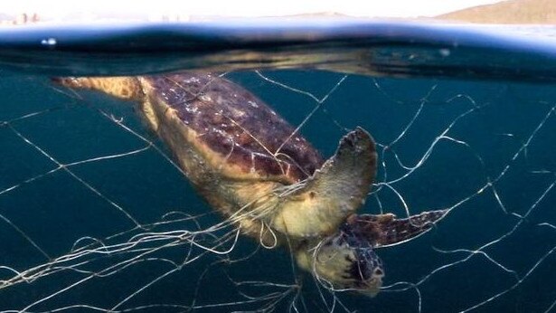 Non-target animals such as turtles are caught in nets more than sharks, according to official data. Photo: Instagram/TheSharkNetFilm