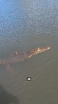 Aussie fisherman accidentally reels in a croc