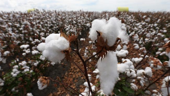 Cotton boll , buds , plants, ready to harvest, and bales of cotton during the latest record crop of cotton to be picked on Cubbie Station , after 3 years of good rains . Cubbie Station , Dirranbandi , QLD