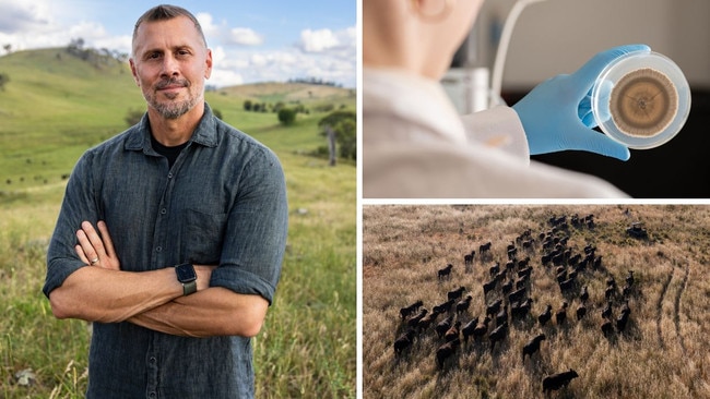 Clockwise from left: ROAM Agricultural chief executive Derek Peterson; plate of fungi used for reducing methane in ruminants; and a herd of Angus on the move near Woodstock, NSW. Picture: Rachel Lenehan