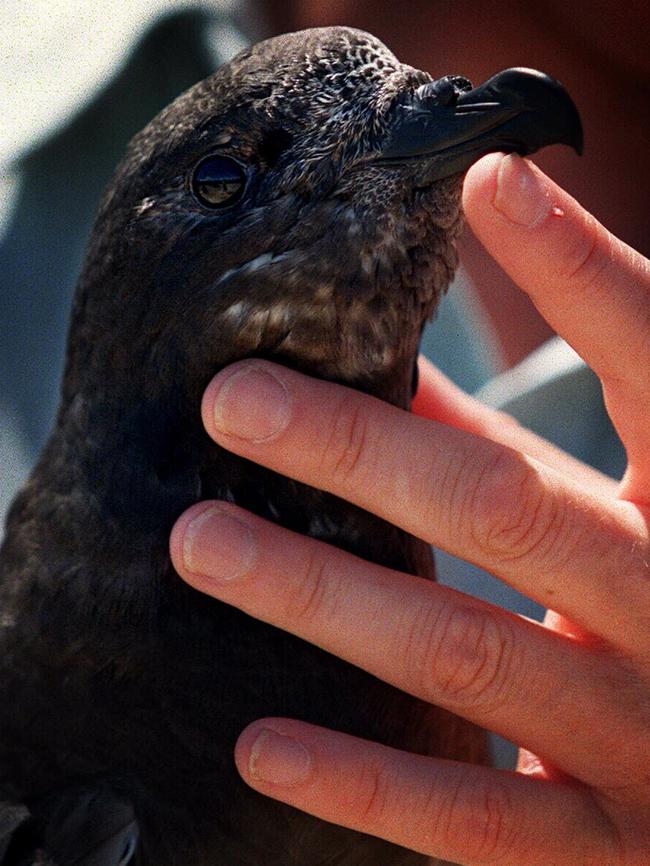 Providence petrel sea bird being released at Sydney's North Head. NSW / Animal