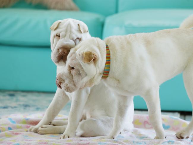 Luna with her sister Winnie who was also rescued. Picture: Lachie Millard