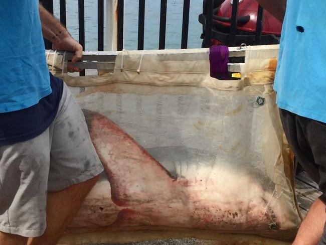 The shark being taken out to sea in a boat from Manly Sea Life Sanctuary. Credit: Bryn Kay