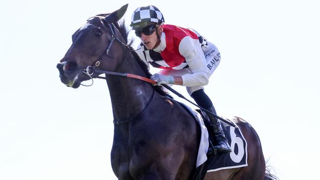 Lady Di Di has many factors pointing to a first-up win at Cranbourne on Thursday night. Picture: Racing Photos via Getty Images.