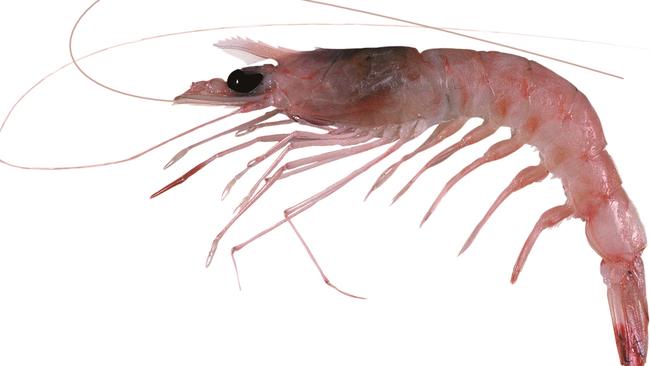 Royal red prawn. Picture: CSIRO Australian National Fish Collection