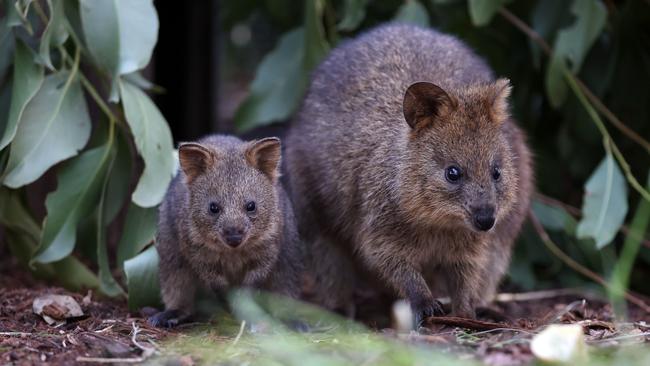 Just one 11-month-old quokka joey and three males survived. Picture: David Swift