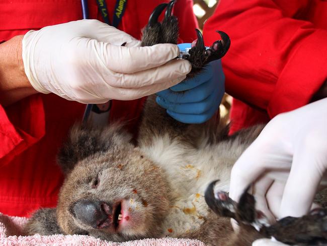 Rescuers treat an injured koala at Kangaroo Island Wildlife Zoo, but environmentalists are now concerned animals that survived have no access to food. Picture: Lisa Maree Williams/Getty Images