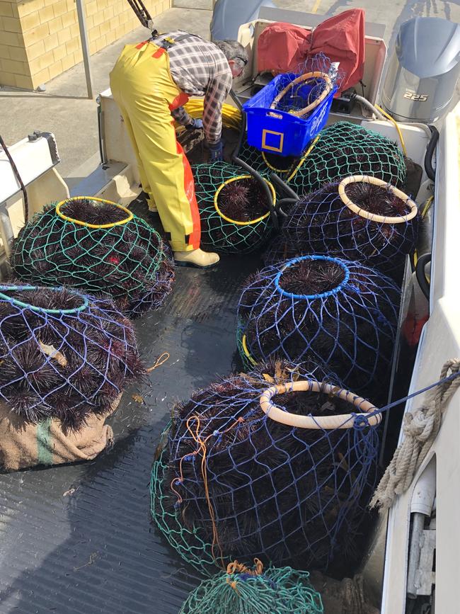 Bags of sea urchins are brought to shore. Picture: SUPPLIED