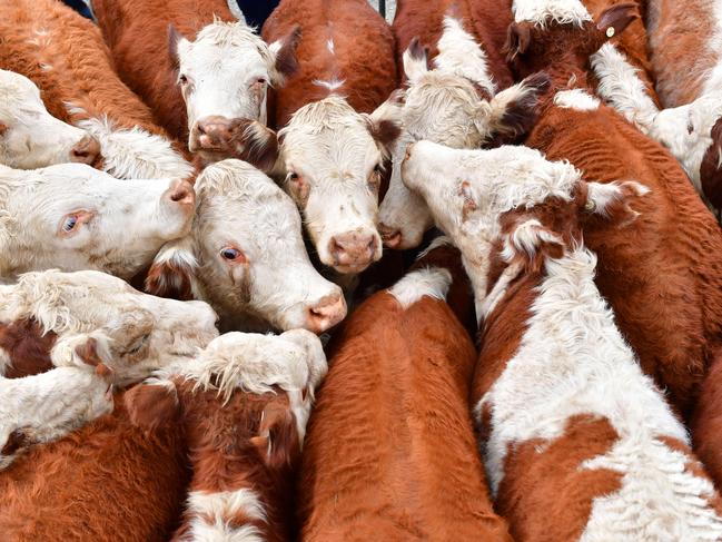 NEWS: High Country Weaner sales 2023Ensay sale TuesdayPICTURED: Ensay sale Generic Hereford cattle. Saleyard cattle. PICTURE: ZOE PHILLIPS