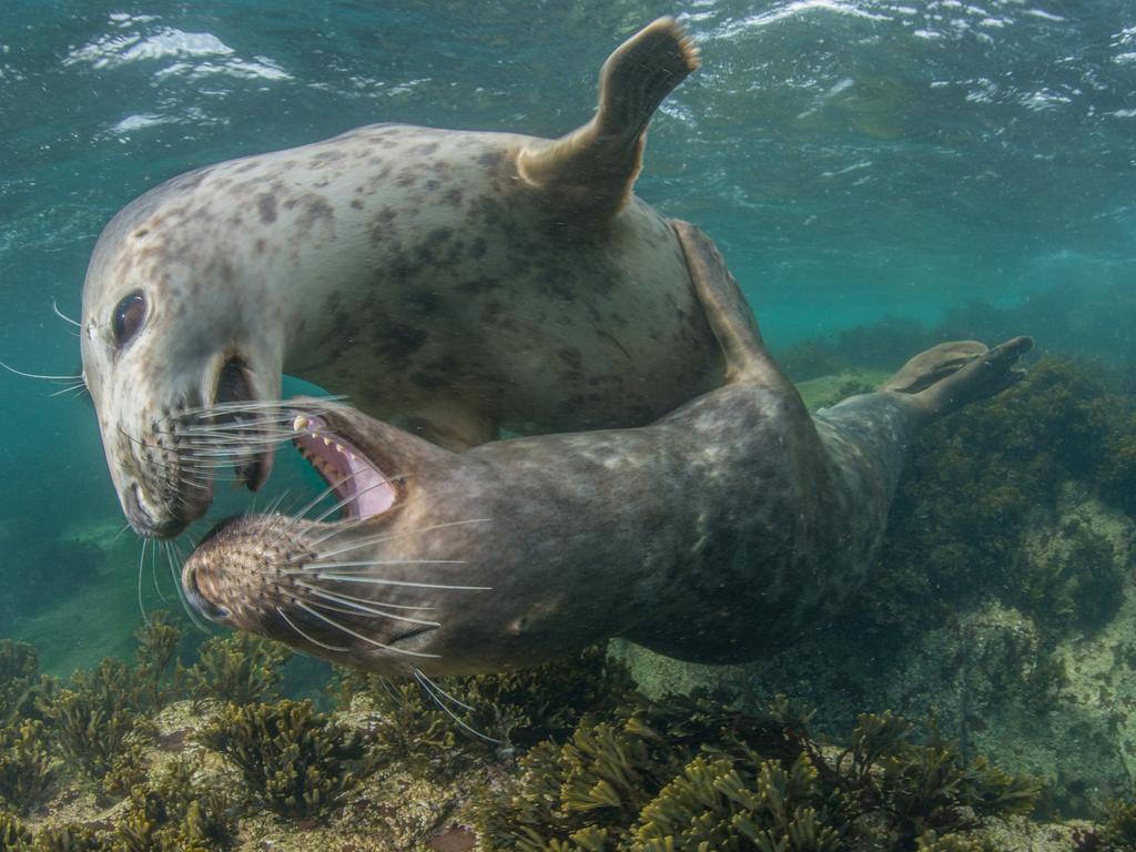 Underwater Photographer of the Year 2018. HIGHLY COMMENDED Category 9. British Waters Wide Angle Credit name: Spencer Burrows /UPY 2018 Nationality: United Kingdom Image caption: Courtship Country taken: England Location: Farne Islands : “The Farne Islands is home to an estimated population of 5,000 Grey Seals. I like to visit during the autumn months, the water is generally at its warmest and clearest. This is also the breeding season which usually ensures plenty of activity and interaction.”