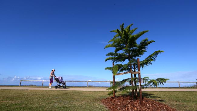 Norfolk Pine trees previously planted at Marine Parade, Miami. Picture: David Clark