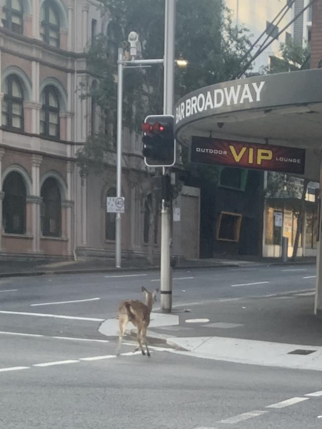 RSPCA has been called in to help catch the mammal. Picture: James Morrow