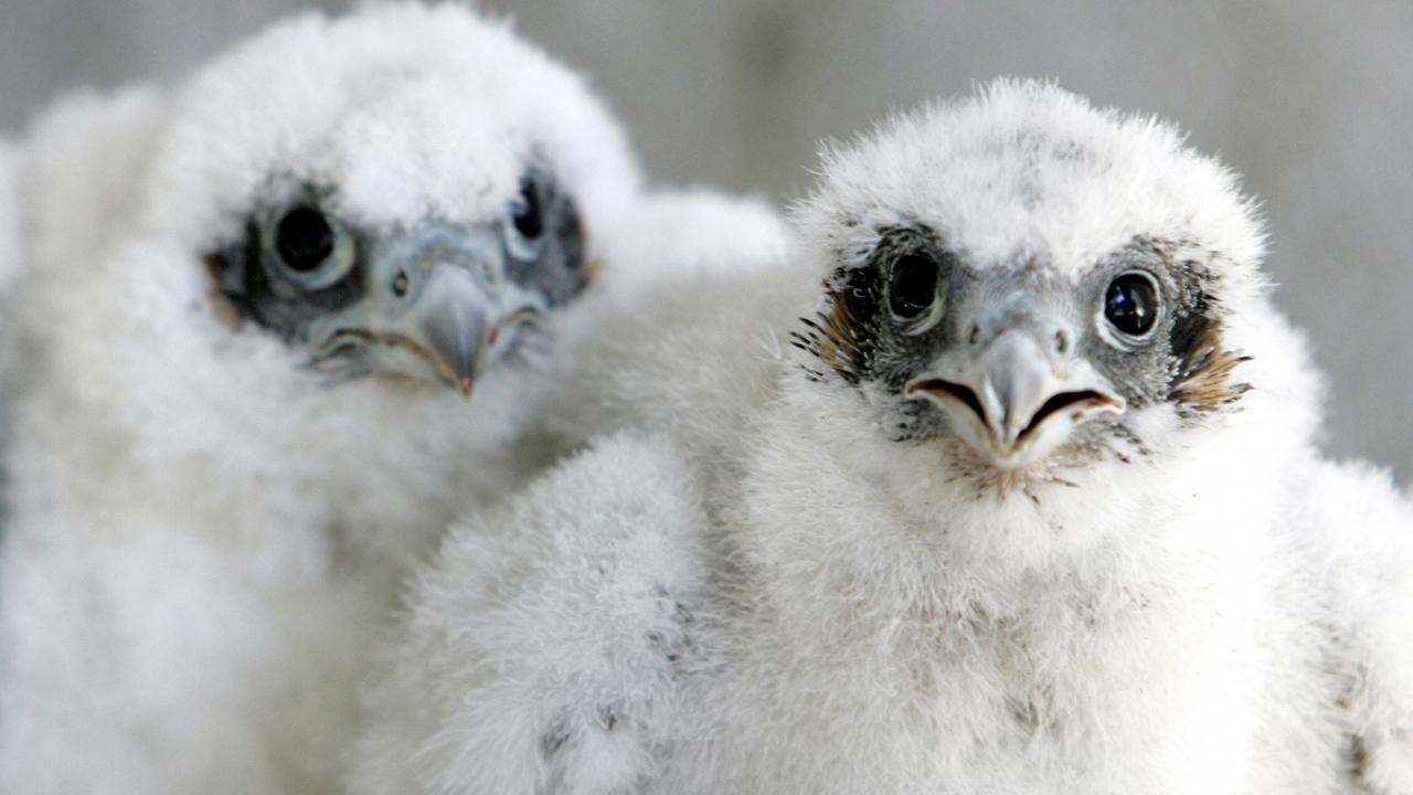 Melbourne peregrine falcons: Chick dies on popular 367 Collins live ...