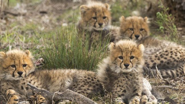 Cheetah cubs at Monarto Zoo go on display to the public. Picture: Adrian Mann