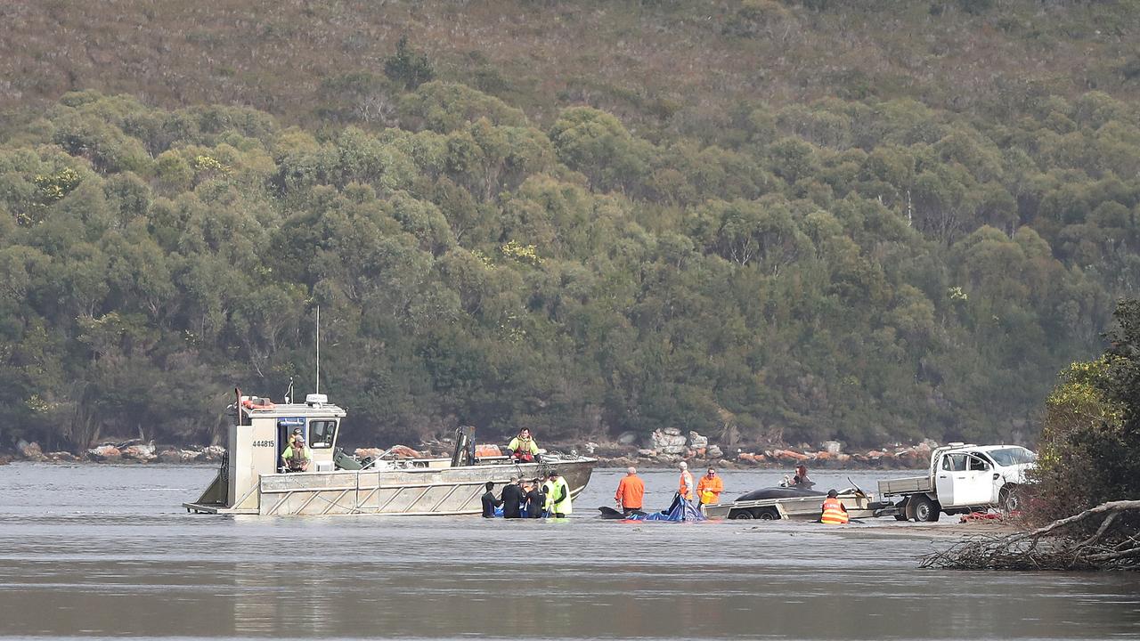 Whales being transported by boat for release. Stranding of over 200 pilot whales at Macquarie Heads near Strahan Tasmania. Picture: Nikki Davis-Jones