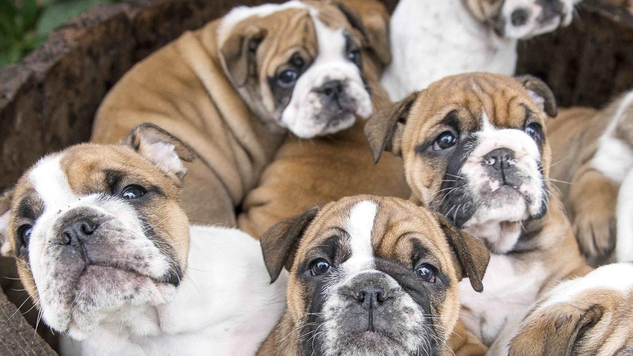 Dog owner loses fight to force bulldog breeder to refund dead puppy ...