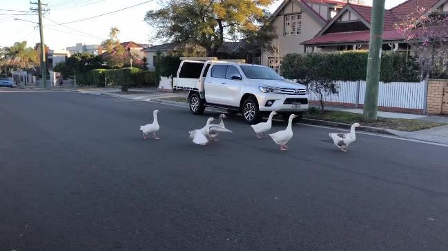 Quick-thinking man saves geese