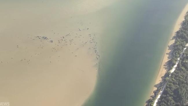 Aerials of stranded whales in Tasmania. Picture: ABC News