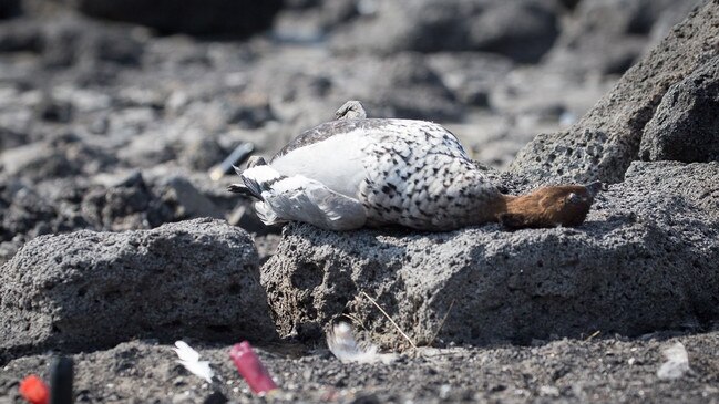 A survey found Victorians would avoid holidaying in areas where duck shooting occurs. Photo: Kim Wormald