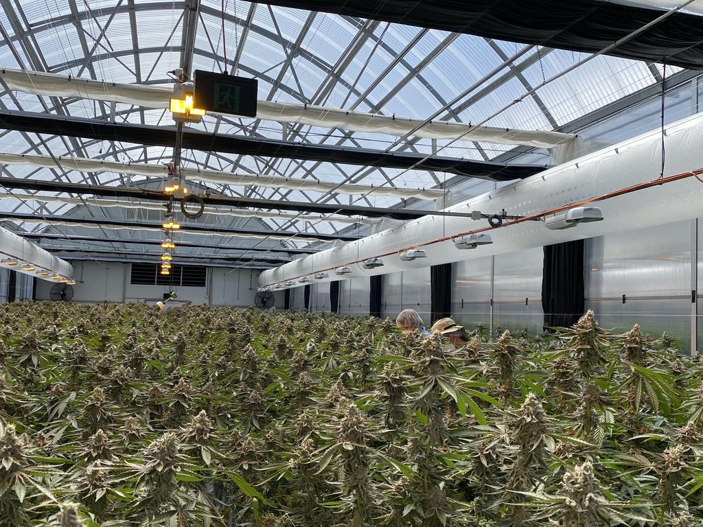 A look inside the facilities of the Australian Natural Therapeutic Group, the first company in NSW to be approved to manufacture medicinal cannabis products.