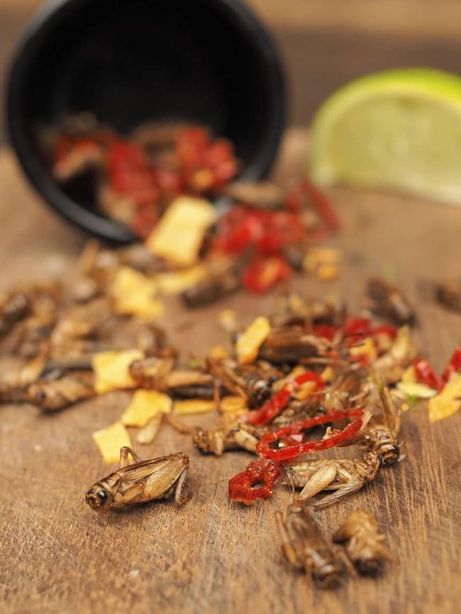 The crickets on the menu at El Topo Mexican Bondi.