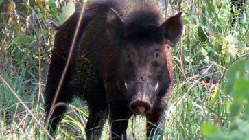 feral pig