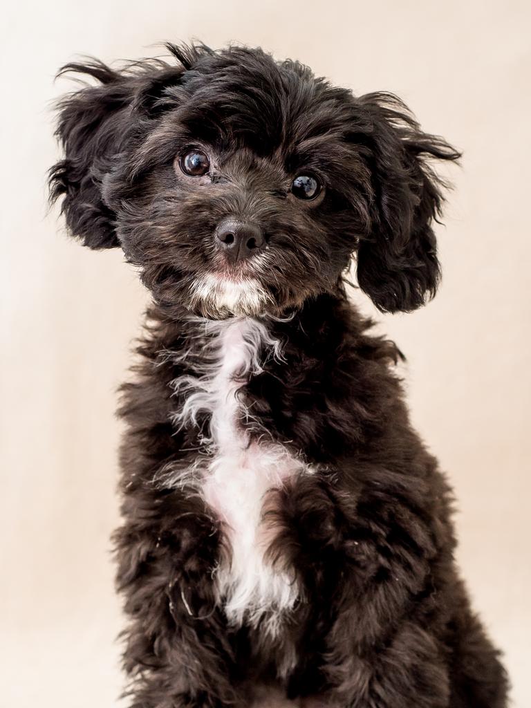 Daisy Santoro – Daisy is a the most beautiful black Cavoodle you will ever come across. She is about 16 months old and is born and raised in Brisbane. Her favourite food is chicken and her favourite word is “ball”.