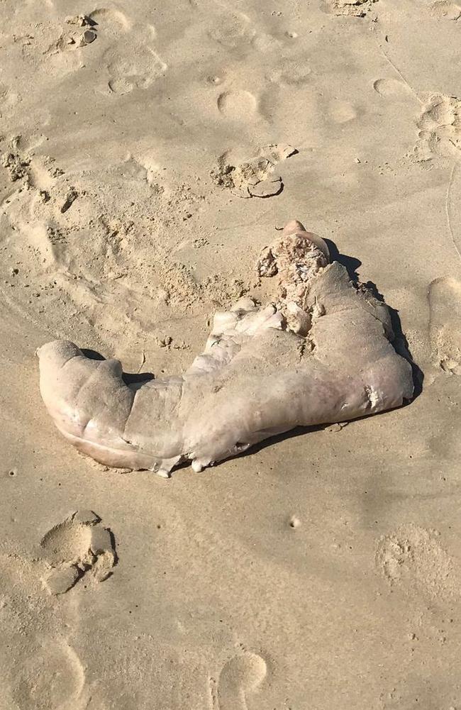 A creature or some kind of organic matter that washed up between Sunrise and Sunshine beaches on October 5, 2022. Picture Rob Watson