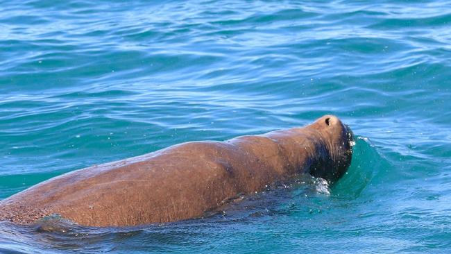 A dugong swims with the dolphins in the waters off Hervey Bay.