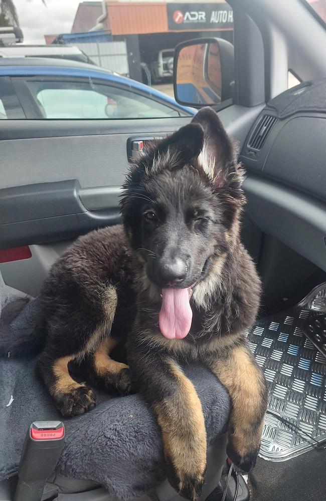 Xena: Jasmin Dice's 15 week old German Shepard