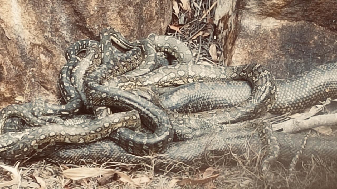 A breeding ball of pythons at Wauchope. Picture: Kayle Wilson