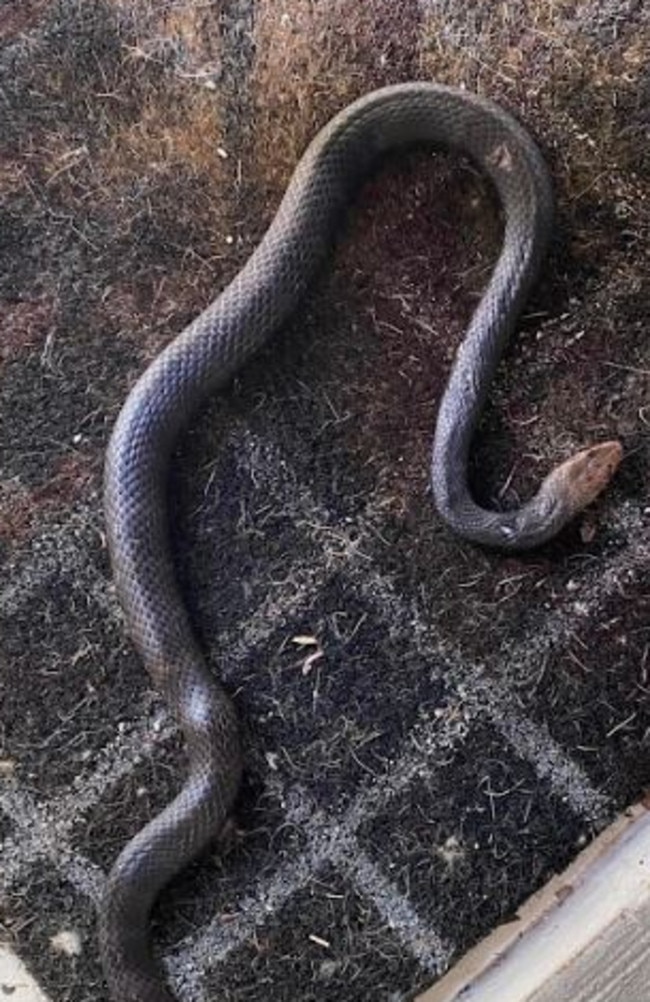 The snake was injured but still alive, Ms Daynes said. Picture: Rebecca Daynes.