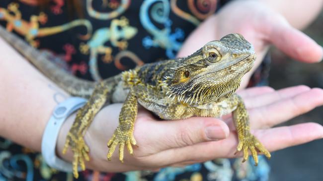 A Central bearded dragon. Picture: Josie Hayden