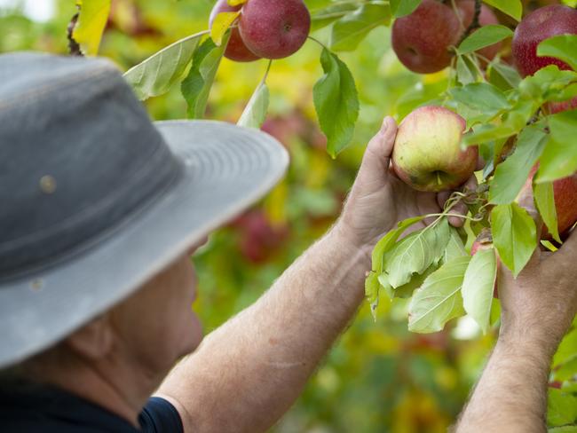 NEWS: FRUIT PICKINGSidney Aspland has been training young people in fruit picking, for the Pick Shepp program which is aiming to attract more people to the sector. He reckons Vic Govt's sign-on bonus has been working well.PICTURED: Generic apple orchard. Generic picking.PHOTOGRAPHER: ZOE PHILLIPS