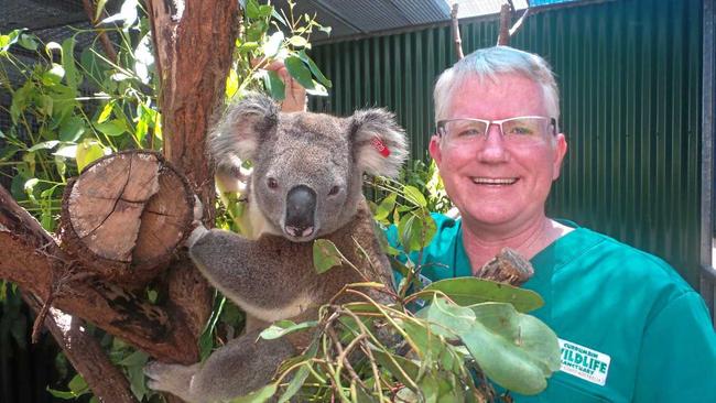 Senior vet at Currumbin Wildlife Sanctuary, Dr Michael Pyne, takes care of Turbo the koala. Picture: Currumbin Wildlife Sanctuary