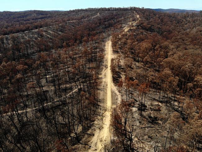 Bushland behind the small town of Mogo. Picture: Toby Zerna