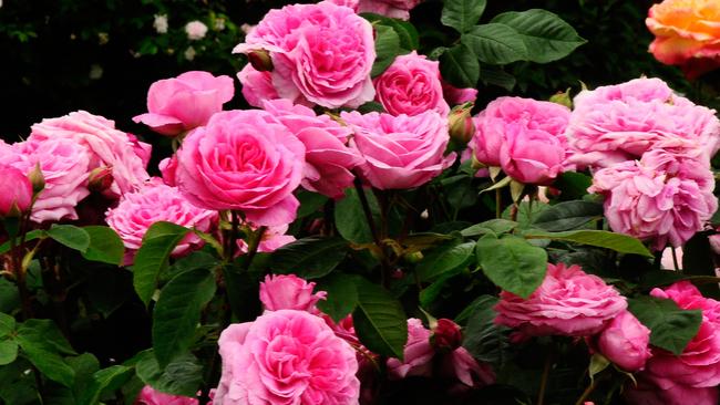 Gardening: Act now for rosy results | The Mercury
