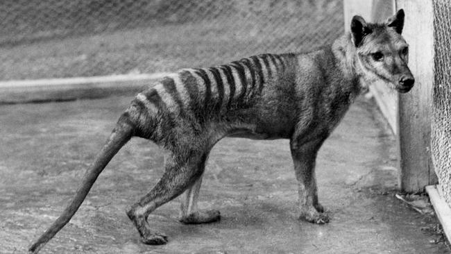 Benjamin, pictured in 1936 at Beumaris Zoo, was formerly thought to be the last living thylacine. Picture: TMAG