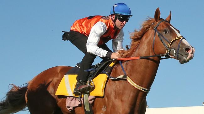 Standout will be out to spring a surprise in the All Aged Stakes. Picture: Getty Images