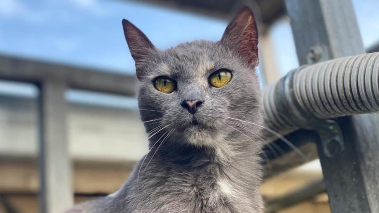 Andrew Los: Misty the farm cat