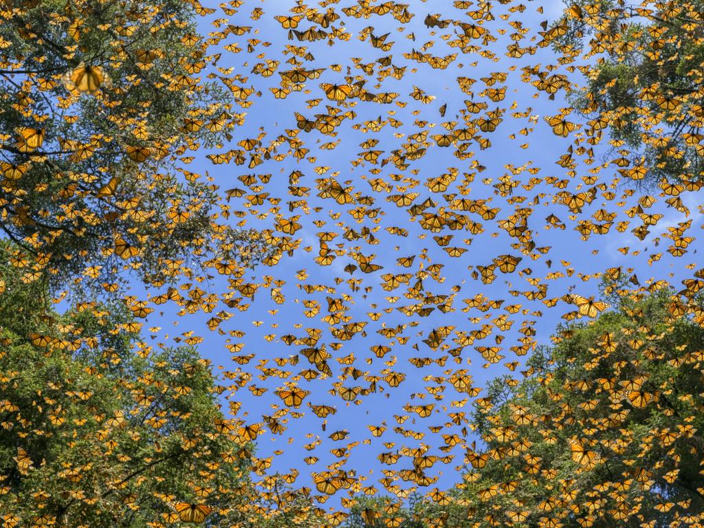 Monarch butterflies fill the air in El Rosario, Michoacán, within the Monarch Butterfly Biosphere Reserve. Efforts are underway across Canada, the US, and Mexico to address the 80% decline in their population since the mid-1990s, caused by habitat loss and climate change. Picture: Jaime Rojo/National Geographic