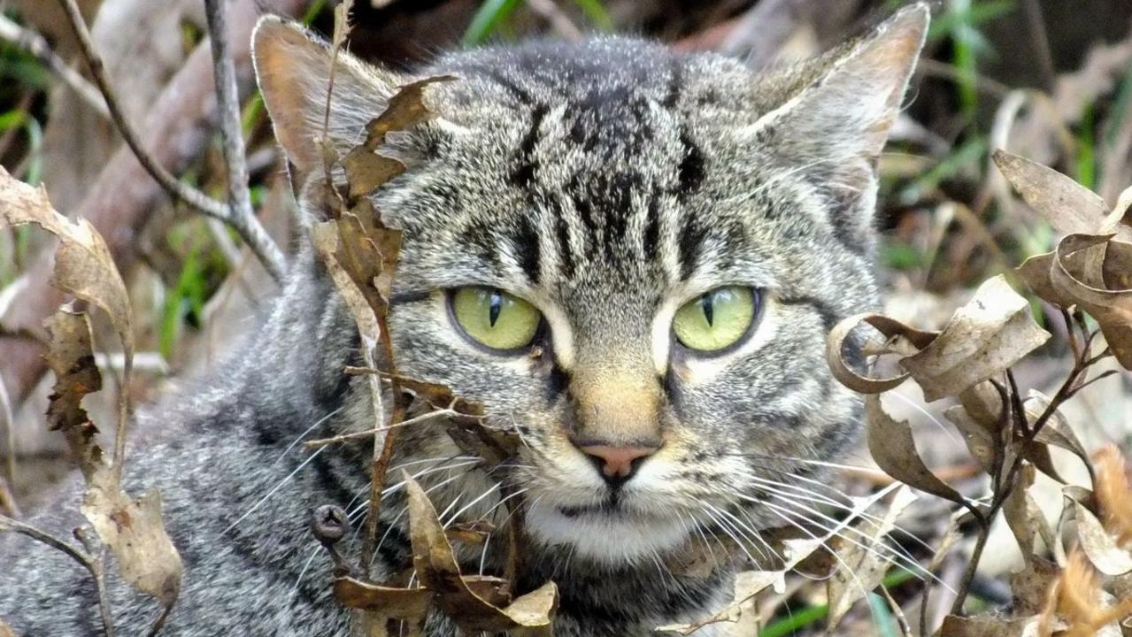 State plans to kill thousands of cats