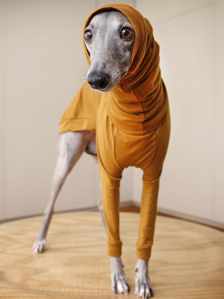 Greyhound snood hot sale australia